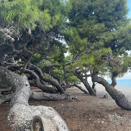 ξυλοκαστρο σπίτι δίπλα στα πεύκα και τη θάλασσα! Appartement Xylokastro