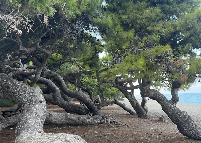 ξυλοκαστρο σπίτι δίπλα στα πεύκα και τη θάλασσα! 아파트 자일로카스트론